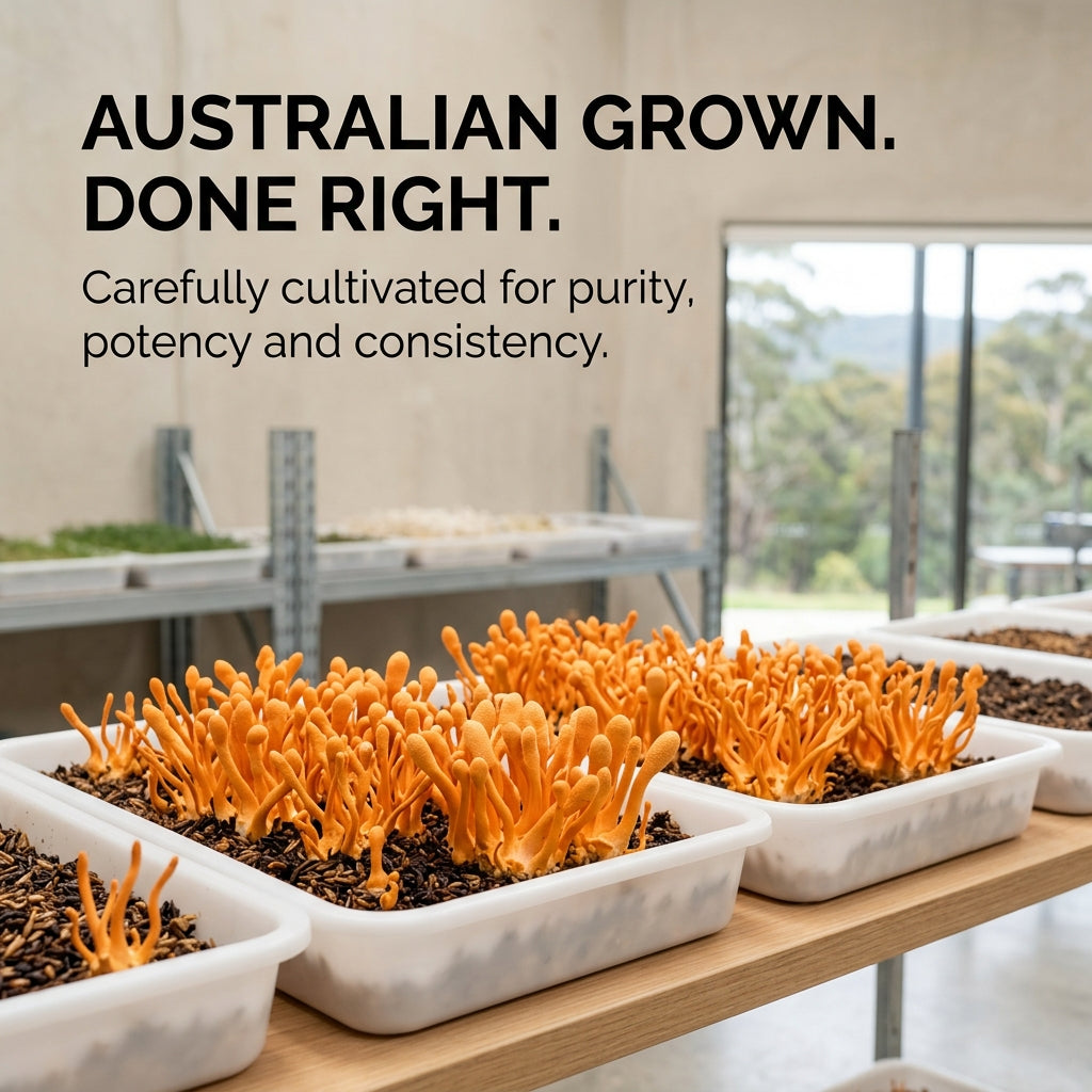Australian Grown Cordyceps Mushroom